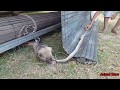 Animal Zone Show | Is Really ?? How to baby puppy catch big snake ? Cute puppy catch snake.