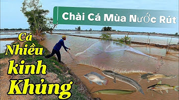 Chài Cá Mùa Nước Rút Dính Cá Nhìn Thấy Ham  