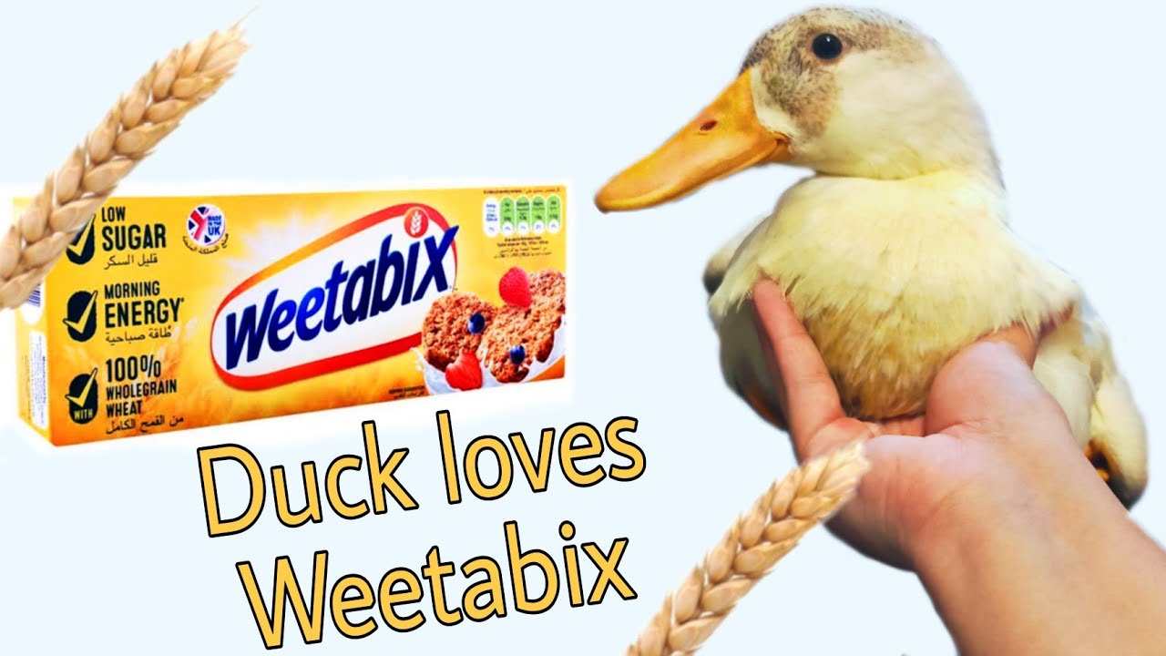 Best feed for Duck What to feed Ducks What do ducks eat Duck Feed