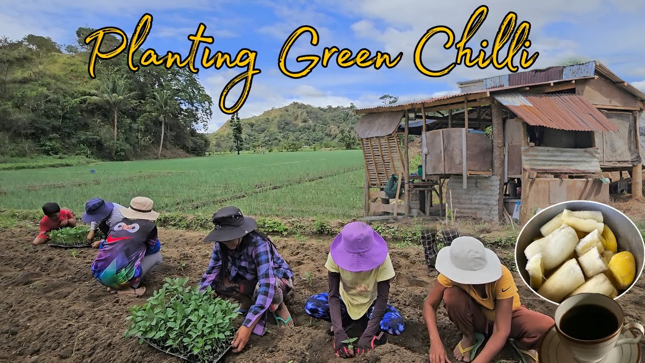 Tinulungan namin si uncle magtanim ng siling green | Nagharvest ulit kami ng kamatis | Mindoro 