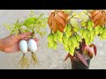 Simple Method Grow Mango Tree | How To Grafting Mango Tree With Egg Has A lot of Fruit