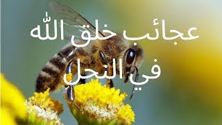 من عجائب خلق الله في النحل