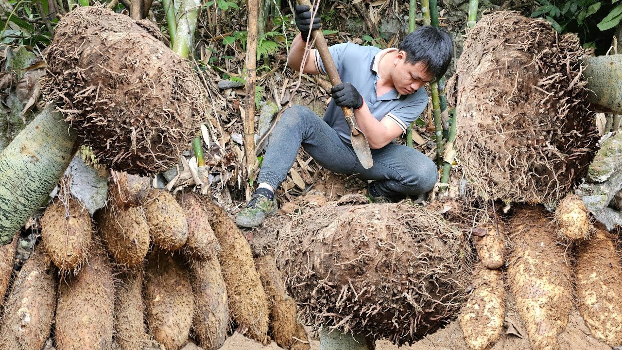 Full video. Trieu Kha conquers giant wild potatoes, selling them at a high price.