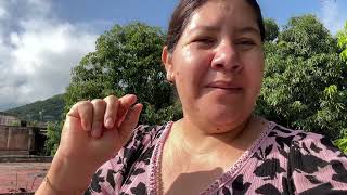 Details We went to the cornfield and it's heartbreaking 🥹 due to the lack of rain 🌧️ News