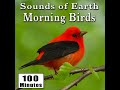 Sound Of Earth Morning Birds Sounds Charging Sound Of Earth Morning Birds Sounds Charging