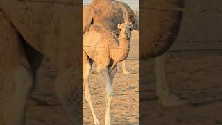 curious camel 🐪 calves came near the fence.  #uae #travel #quran #dubai #desertsafaridxbme