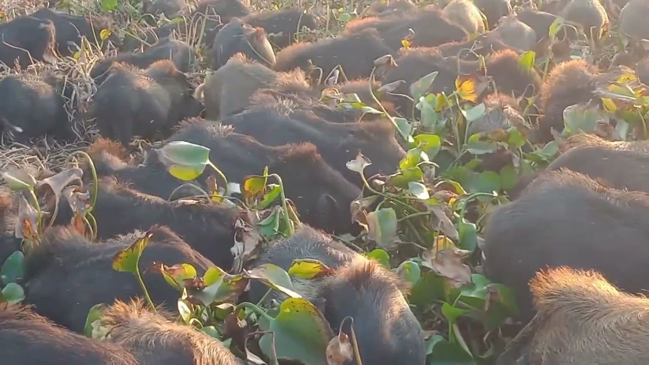 wild boar animal facts  wild hogs cute animals   pigs 