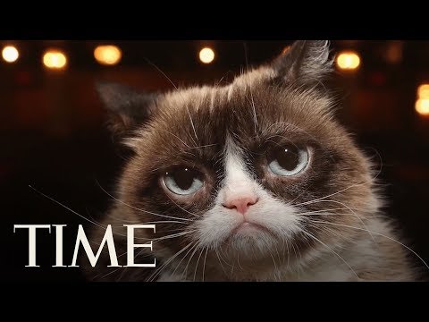 grumpy-cat,-whose-frown-made-the-internet-smile,-dies-after-infection-|-time