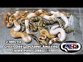 Great Odds On Some Amazing Clown Pied Combos!! 23BPc94 AME