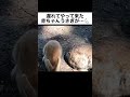 遅れてやって来た赤ちゃんうさぎが…