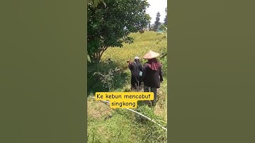 sore-sore ke kebun cabut singkong #nusantara #shortvideo #shortindonesia #panen #singkong #fypage