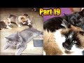Awesome Funny Cats Videos .  Happy Cats Compilation (Part 19)