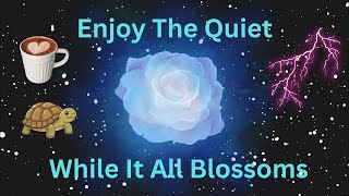 Everything is Happening in The Quiet