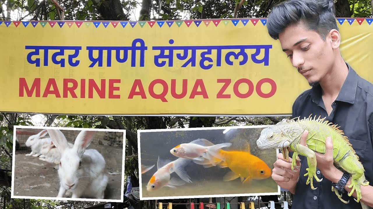 Marine Aqua Zoo Documentary YouTube