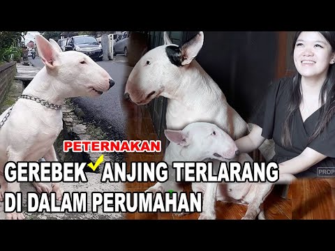 Video: Jenis Anjing Terrier Gandum Berlapis Lembut Hypoallergenic, Kesehatan Dan Umur