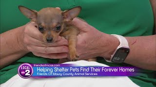 Bart Durham's Big Giveback: Friends Of Maury County Animal Services