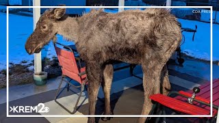 Young moose euthanized in North Idaho