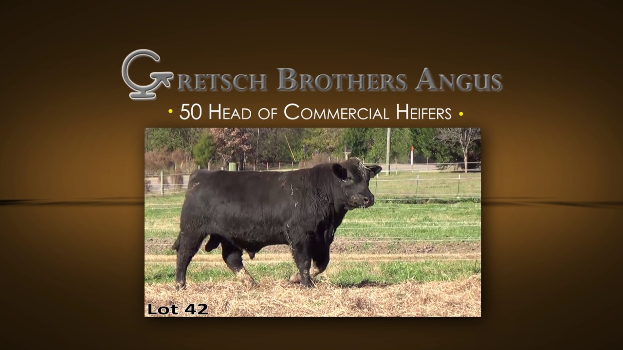 camera iphone 8 plus apk Gretsch Brothers Angus: Bull & Commercial Sale, Jan. 7, 2017