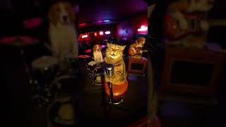 Sad Cat Sings the Blues... 🎙️