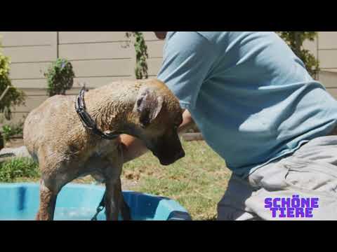 So baden Sie Ihren Hund: Hundepflege