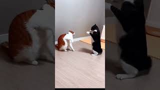 funny cat #funny #cat #viral #animals #unique #giant #viral #fyp #reels #shorts