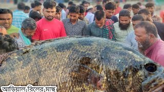 সস্তায় ঝাকা ভর্তি মাছ কিনুন আড়িয়াল বিলের। today fish market video | Bengali fishing wholesale price by Rasel Dohar 2,287 views 3 weeks ago 15 minutes