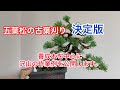 盆栽　五葉松　古葉刈り　沢山の作業例
