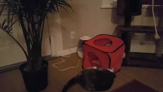 kitty cube by Rachel 34 views 7 years ago 23 seconds