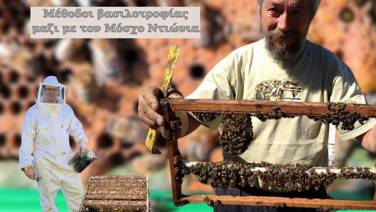 μέθοδοι αναπαραγωγής βασιλισσών με τον Μόσχο Ντιώνια