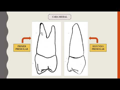 Vídeo: Diferencia Entre Primer Y Segundo Premolar