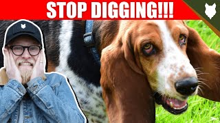 How To Stop Your BASSET HOUND DIGGING
