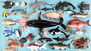 Marine Animals and Freshwater Fish Saw Sharks Ammonite Turtles, Whales, Moorish Fish, Zebra Shark...