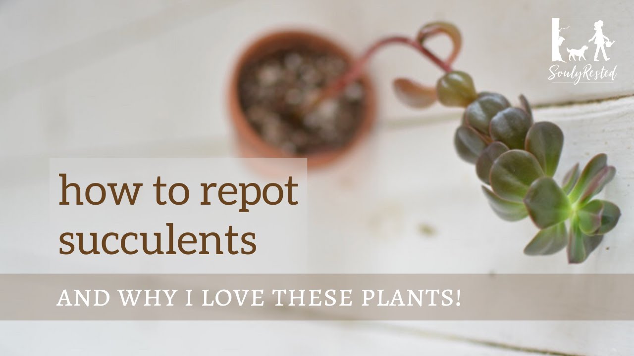 How to repot succulents - YouTube