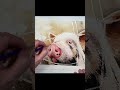 When Pig's Spy Watercolor Painting #watercolor #pig #butterfly #realisticwatercolor #funnyanimals