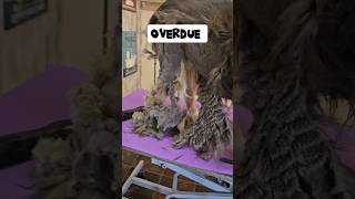 Australian Shepherd shaved down, grooming