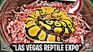 LAS VEGAS REPTILE EXPO 2021 | FOOD + DRINKS 🍹… NEW BALL PYTHON 🐍