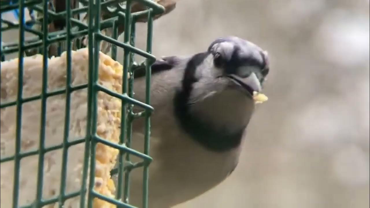 Suet Basics Easiest Way to Attract Birds! YouTube