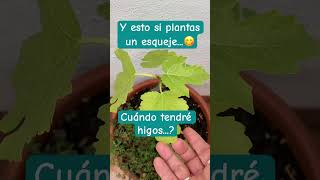 #terapia #garden #plants #jardin #higuera #higos #naruraleza #esquejes