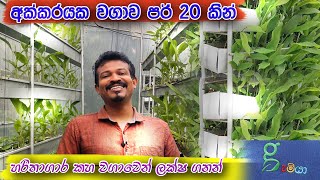 අපතේ යන අහසින් ලක්ශ ගනන් සල්ලි vertical turmeric farming in greenhouse - polytunnel