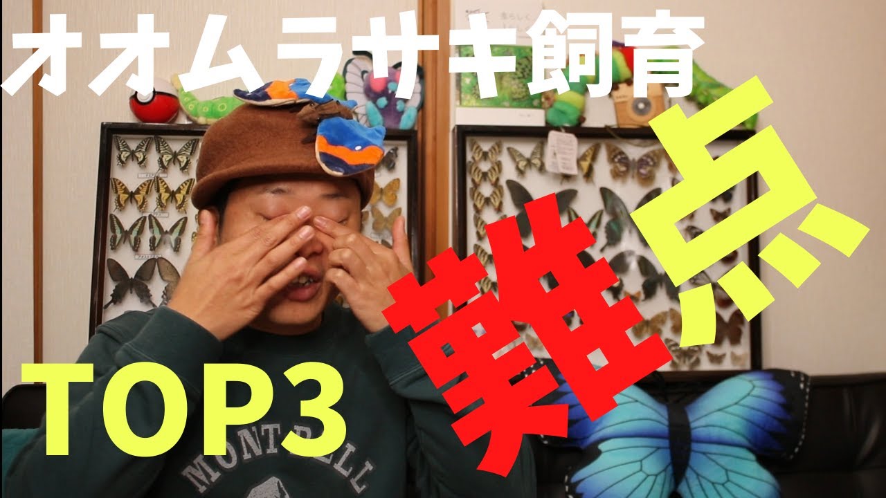 9割の人が出来ない】オオムラサキ飼育の難しいことTOP3 蝶太郎物語りNo
