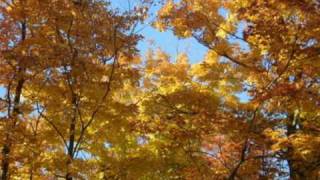 Watch Crash Parallel Autumn Leaves video