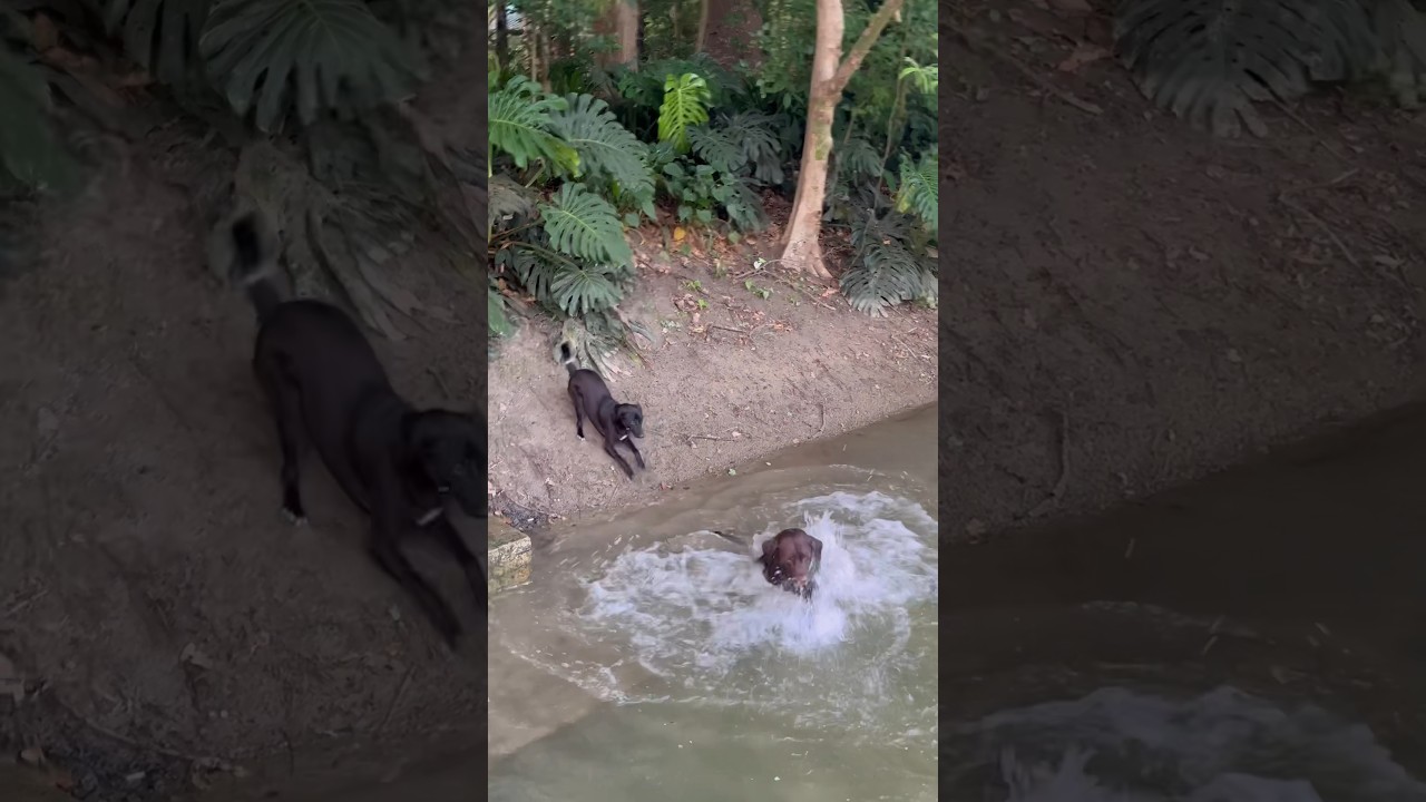 Not all dogs like water as much as Django. 