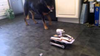Bigtrak missile launcher takes on rottweiler