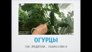 Огурцы и тля