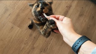 SHE MAYBE 18 YEARS OLD BUT YOU WOULDNT TRY STEALING HER 🦐 FIERCE Tortie Cat😻 by Maggies Houz 1,810 views 3 months ago 2 minutes, 4 seconds