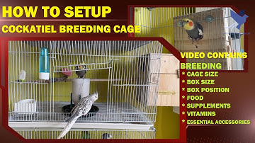 Cockatiel Breeding Setup at home | How to setup Cockatiel Breeding Cage | Breeding Cage & Box Size