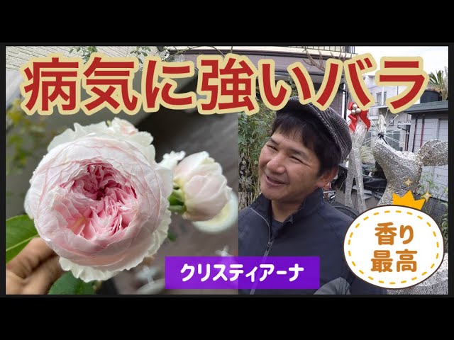 病気に強いバラ クリスティアーナ の巻き Youtube