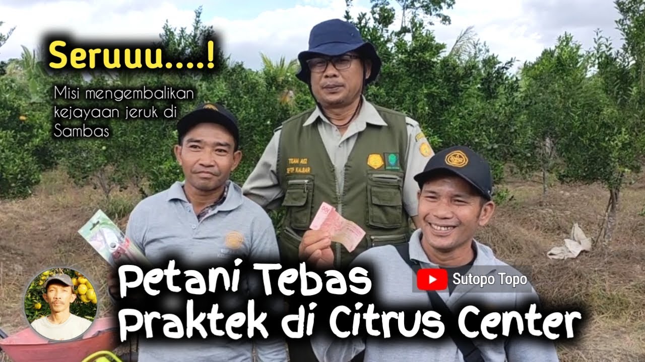 PRAKTEK BIMTEK BUDIDAYA JERUK SIAM BUJANGSETA