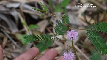 Khám phá loài hoa Trinh nữ (Hoa mắc cỡ)