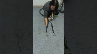 Heavy Duty Stainless Steel Vacuum Test | Cloth Strips &amp; Kelp? No Problem!